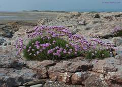 Armeria maritima maritima