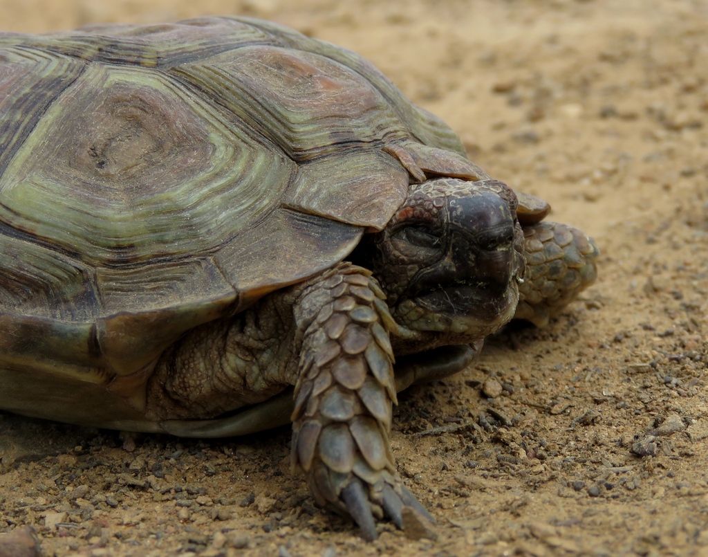 Parrot-beaked Tortoise from Ladismith, 6655, South Africa on January 22 ...