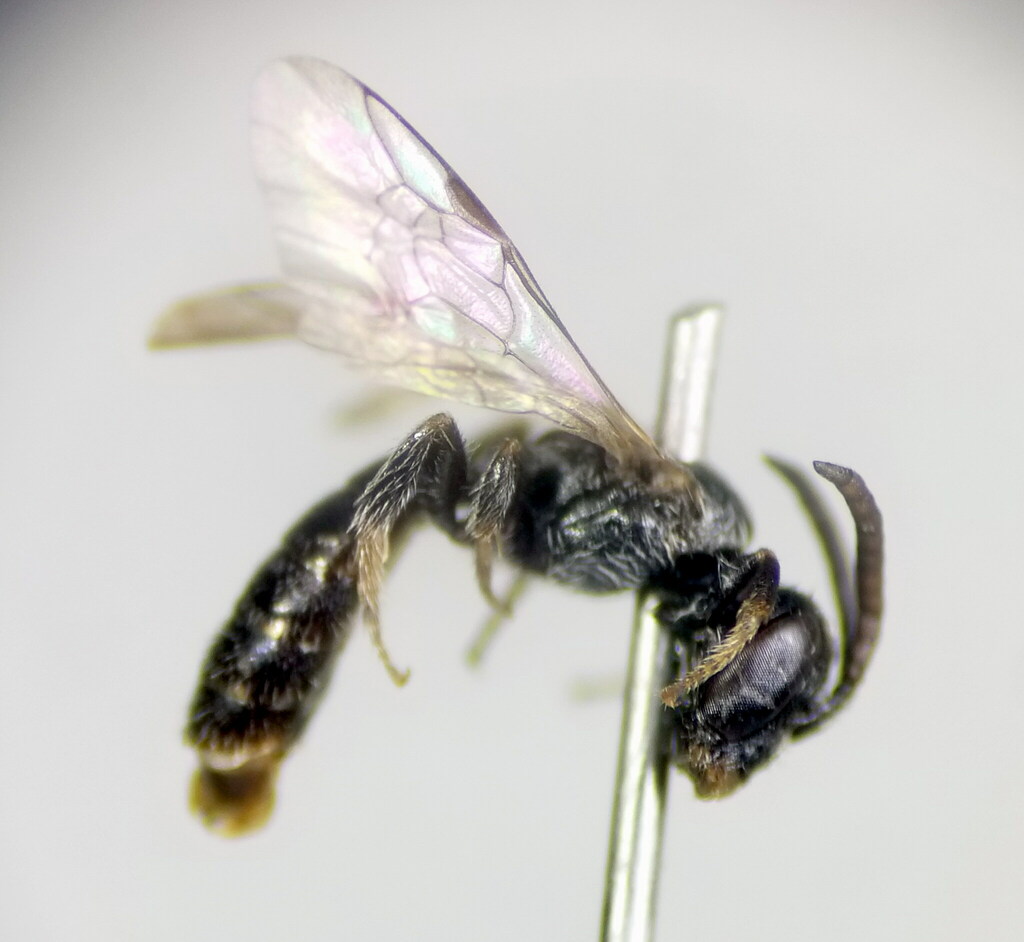 Small Shiny Furrow Bee