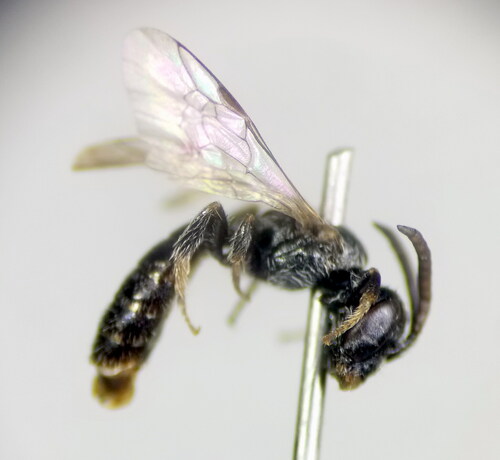 Lasioglossum semilucens