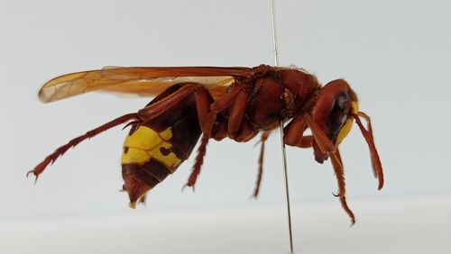 Oriental Hornet, Kazımdirik, Bornova/İzmir, Türkiye, photo 10 of 10