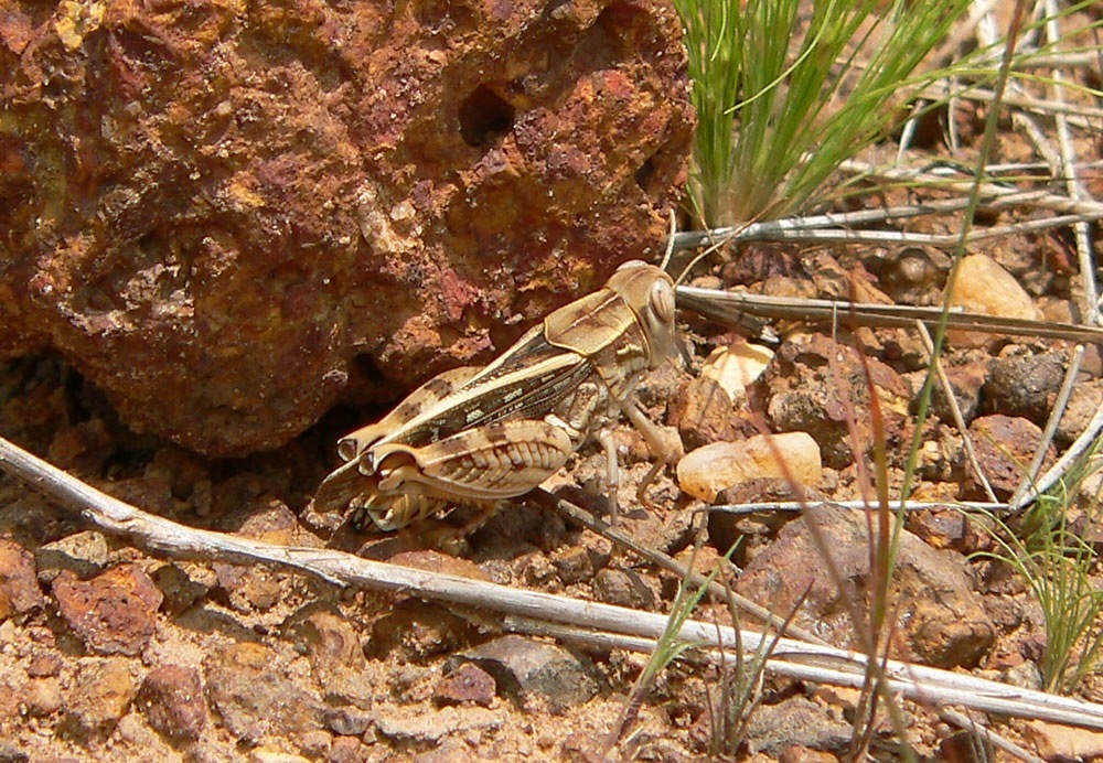Acorypha onerosa