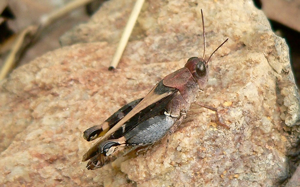 Acorypha unicarinata