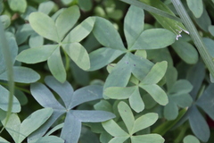 Oxalis bipartita