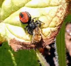 Phidippus johnsoni