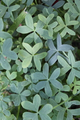 Oxalis bipartita
