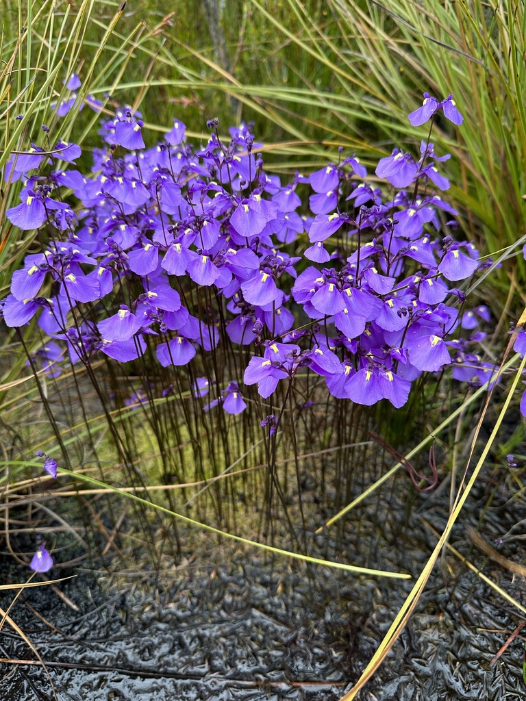 Utricularia dichotoma Labill.
