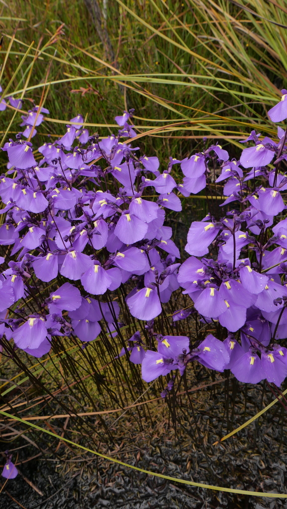 Utricularia dichotoma Labill. 2