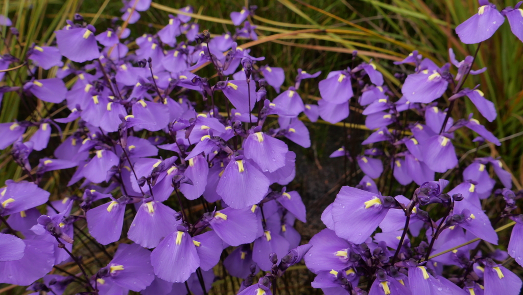 Utricularia dichotoma Labill. 3