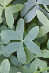 Oxalis bipartita