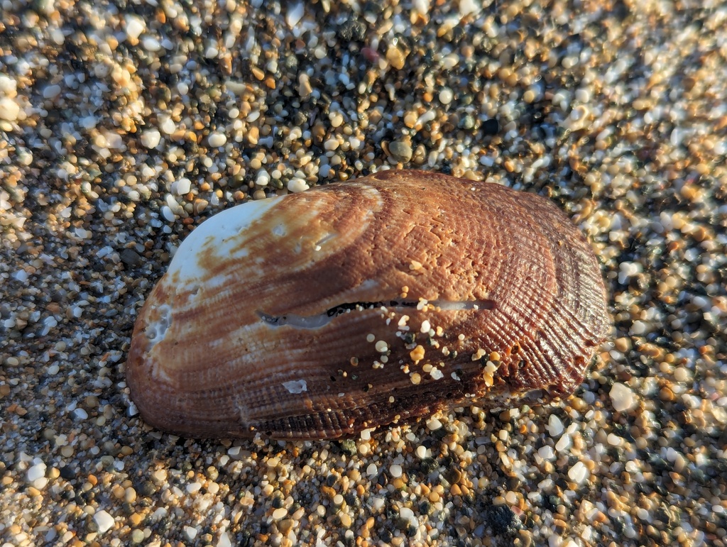 Barbatia lacerata