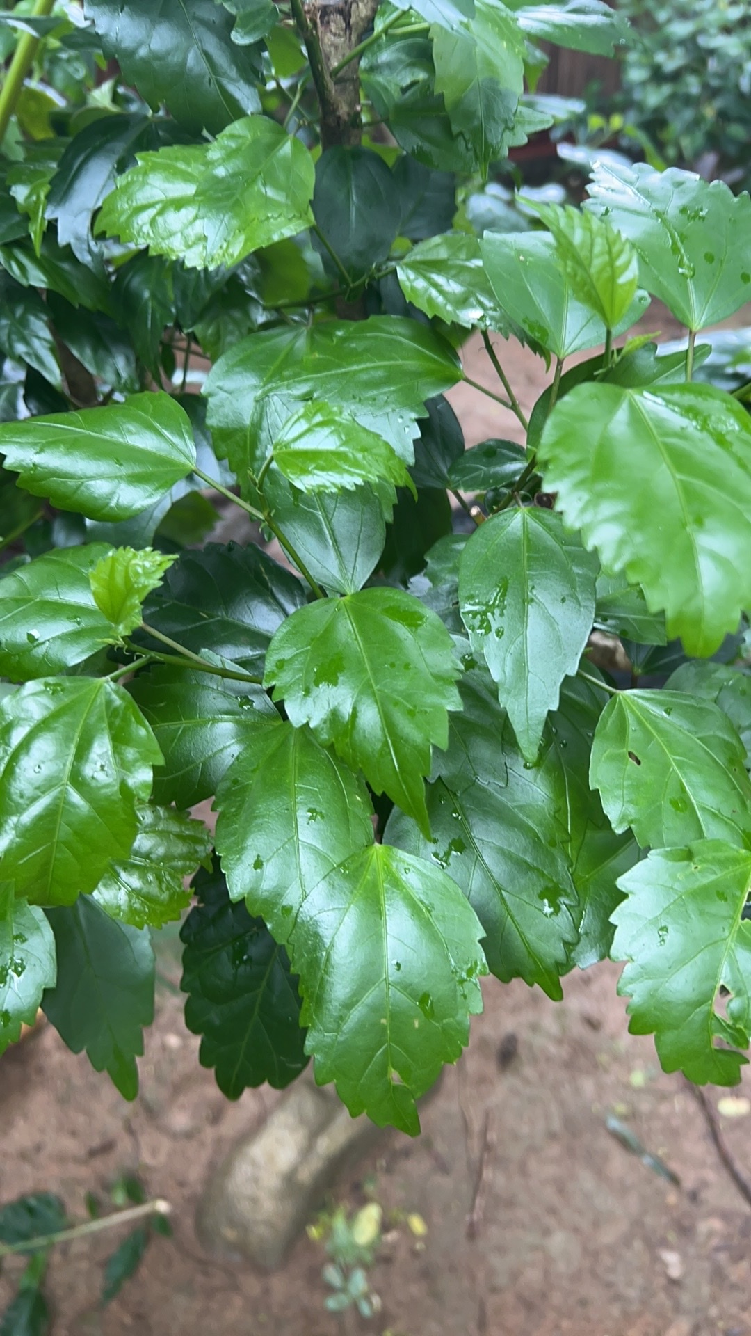 Imagem de Hibisco