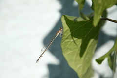 Argentagrion ambiguum