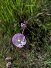 Sidalcea sparsifolia