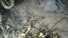 Whitmania pigra
