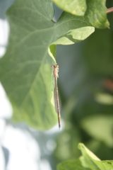 Argentagrion ambiguum