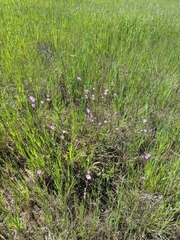Sidalcea sparsifolia