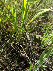 Sidalcea sparsifolia