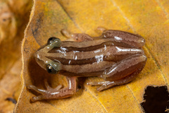 Banded Banana Frog photo 2