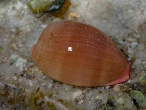 Austrocypraea reevei