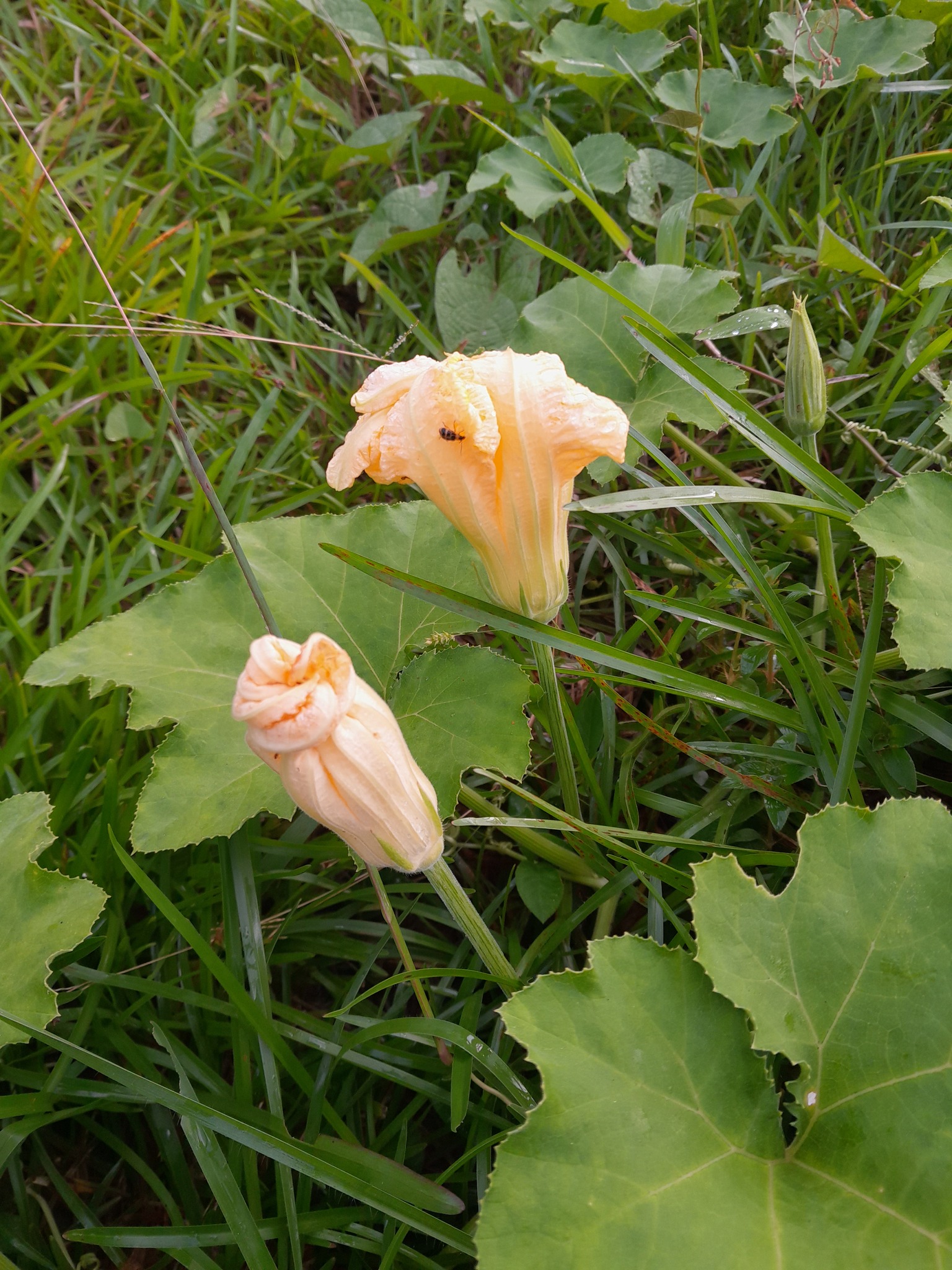 Moranga