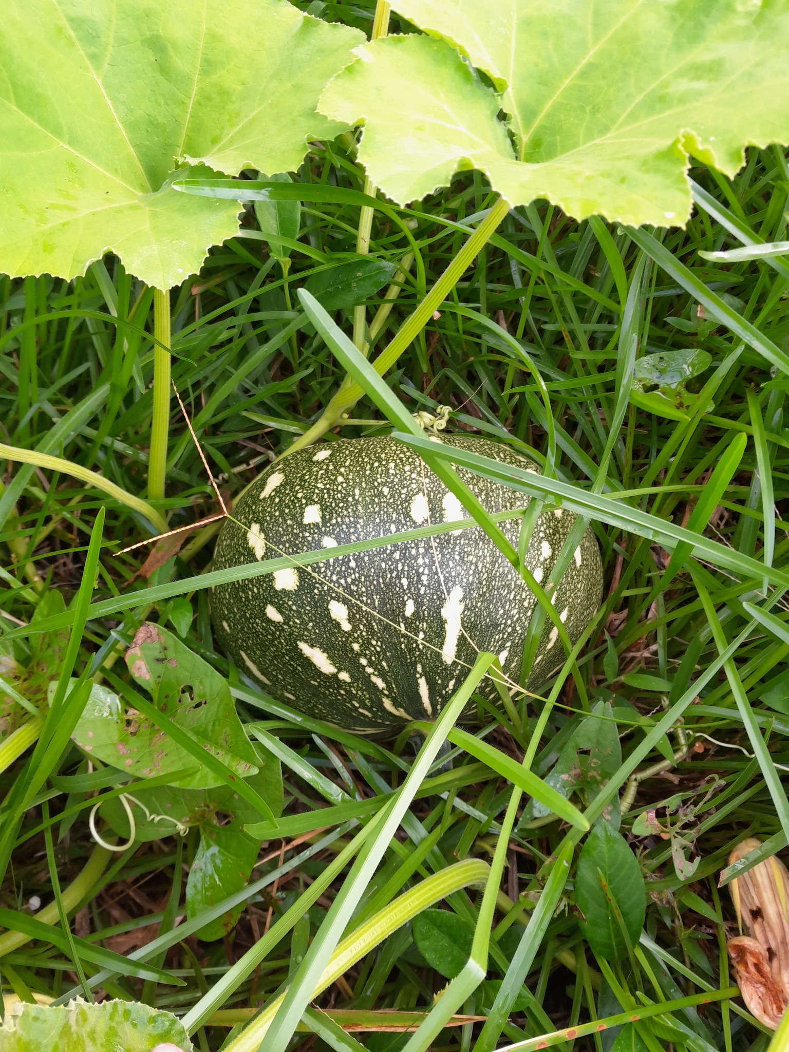 Moranga