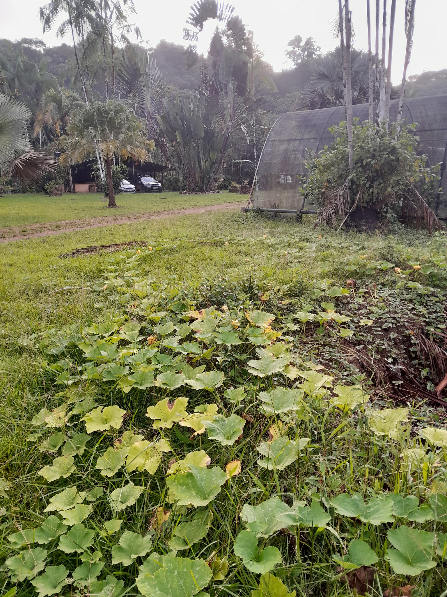 Moranga