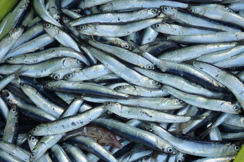 European Anchovy