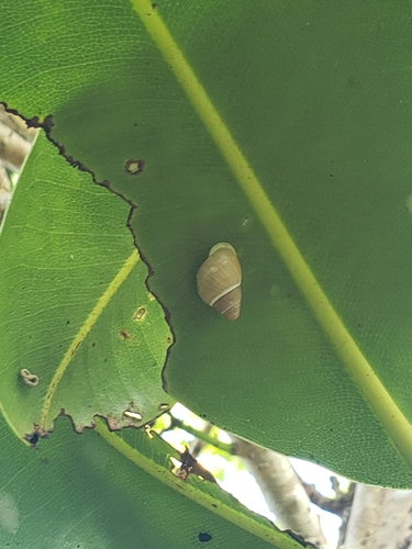Partula gibba observed 2024-01-22
