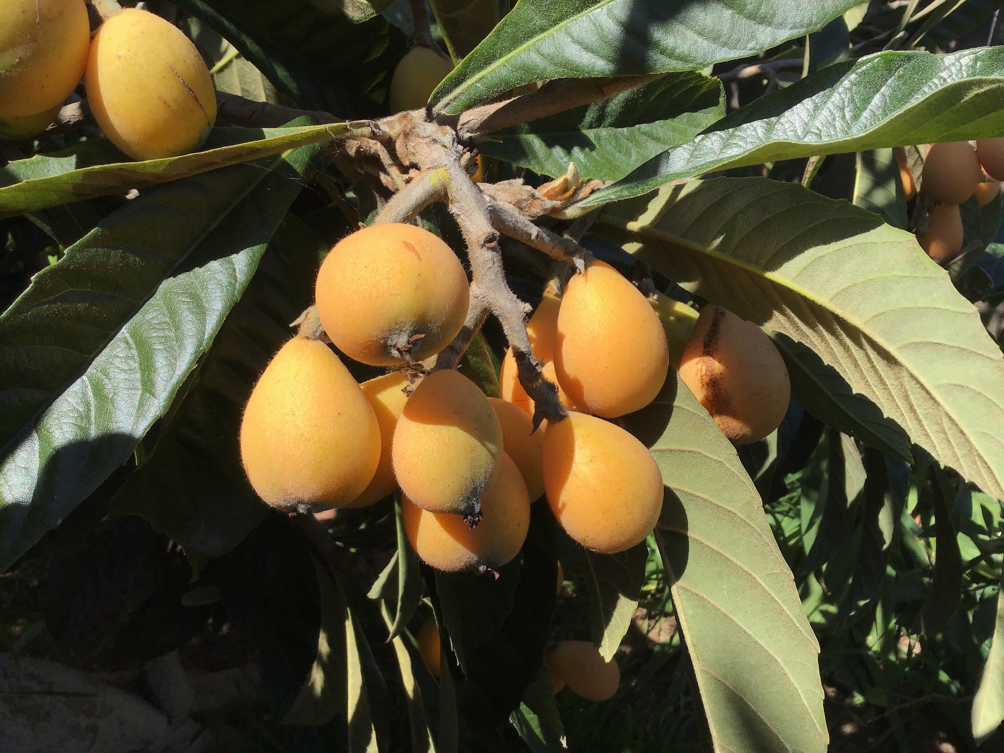 Eriobotrya japonica