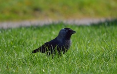 Corvus monedula
