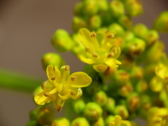 Isatis tinctoria