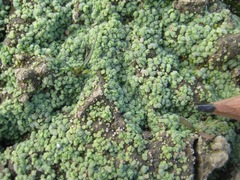Riccia crystallina