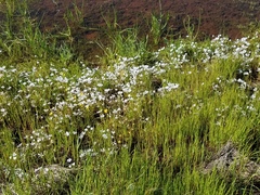 Limnanthes