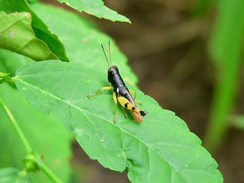 Carydana agomena
