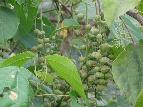 African Soapberry