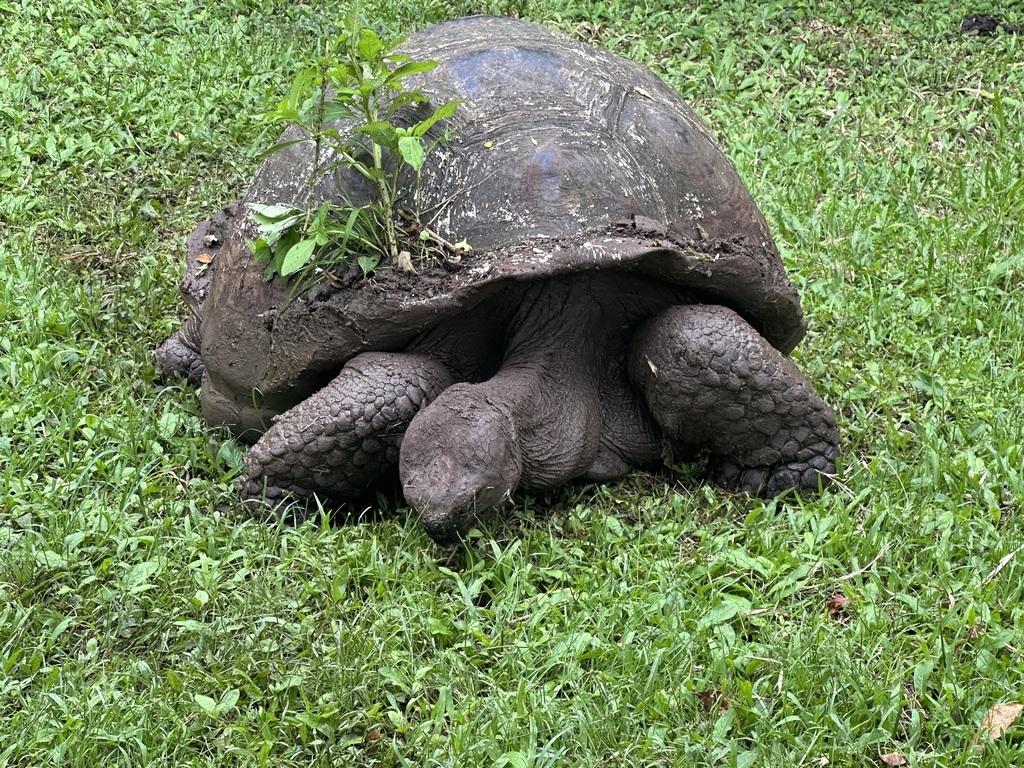 Western Santa Cruz Giant Tortoise in January 2024 by Panayoti Kelaidis ...