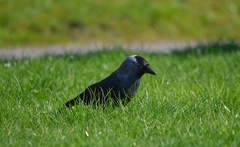 Corvus monedula