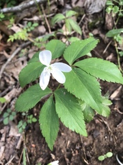 Anemonoides quinquefolia