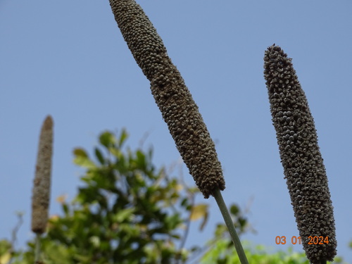 Foto de Milheto