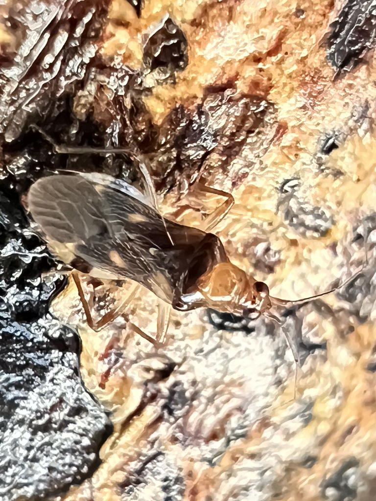 Damsel bug