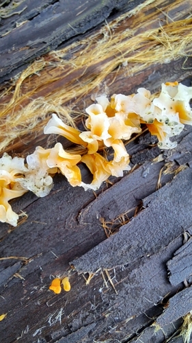 Dacrymyces spathularia