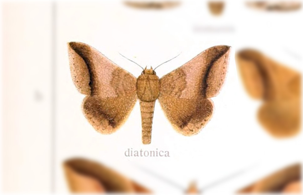 Pseudophisma diatonica