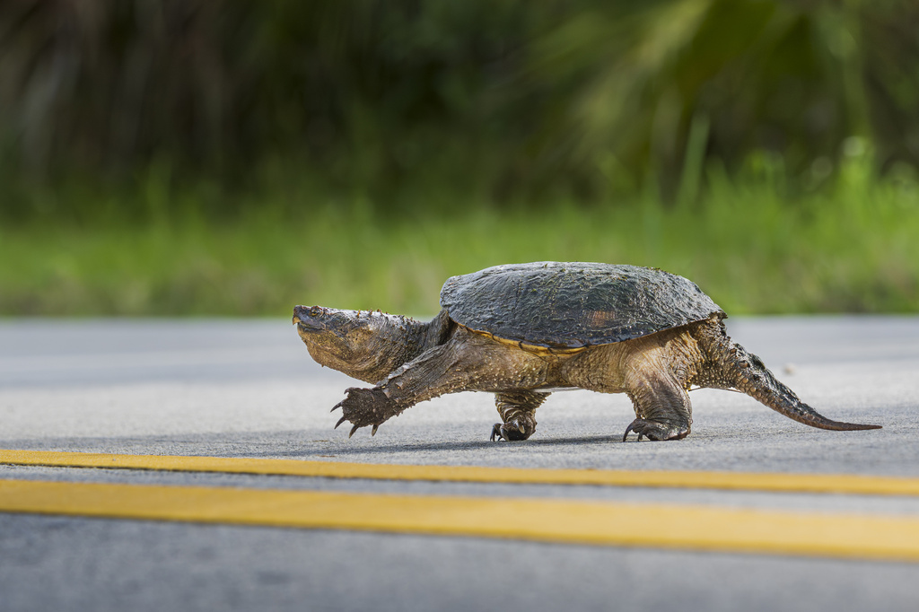 Common Snapping Turtle from Everglades National Park, Homestead, FL, US ...