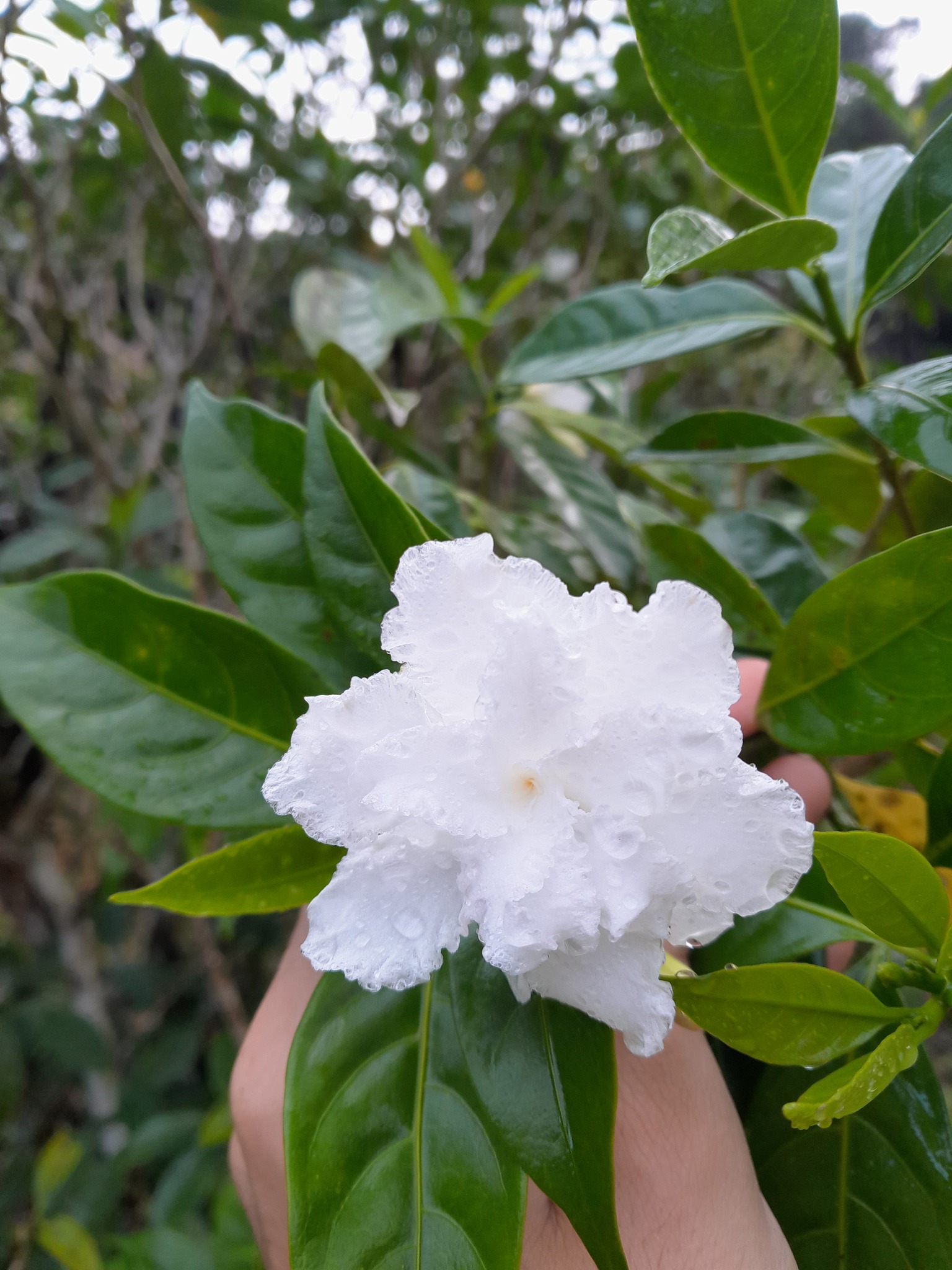 Imagem de Jasmim-laranja