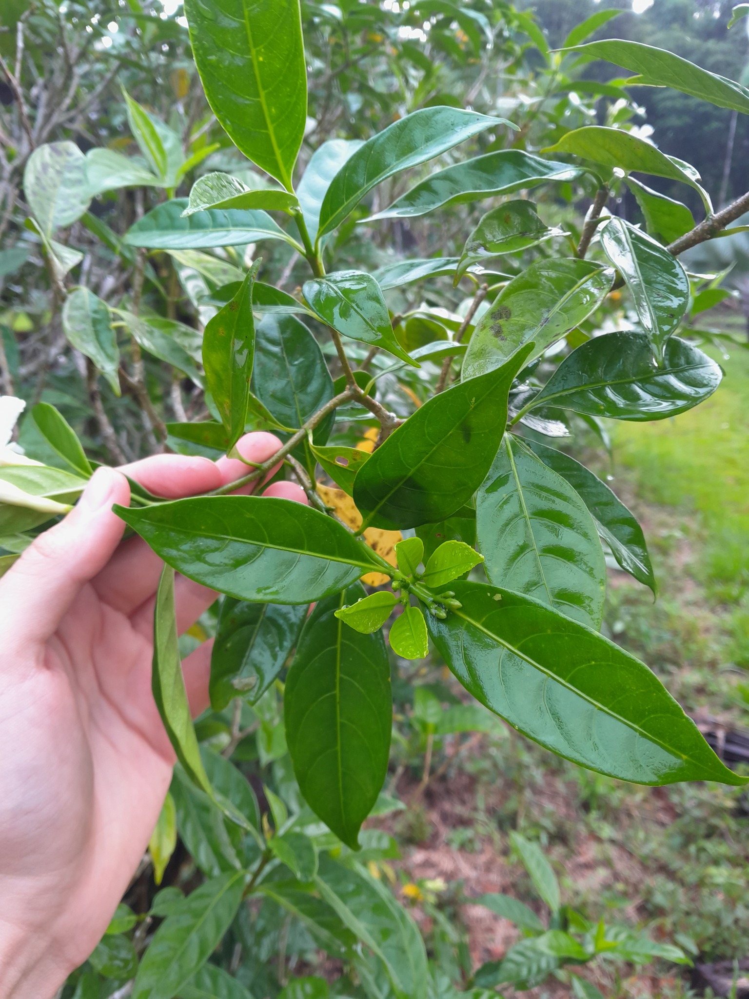 Imagem de Jasmim-laranja