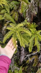 Dicranopteris linearis