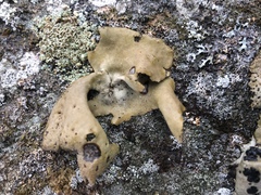 Dermatocarpon miniatum