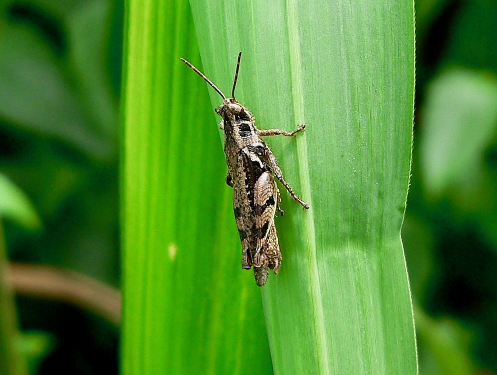 Catantops sylvestris