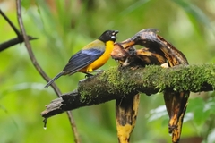 Anisognathus notabilis